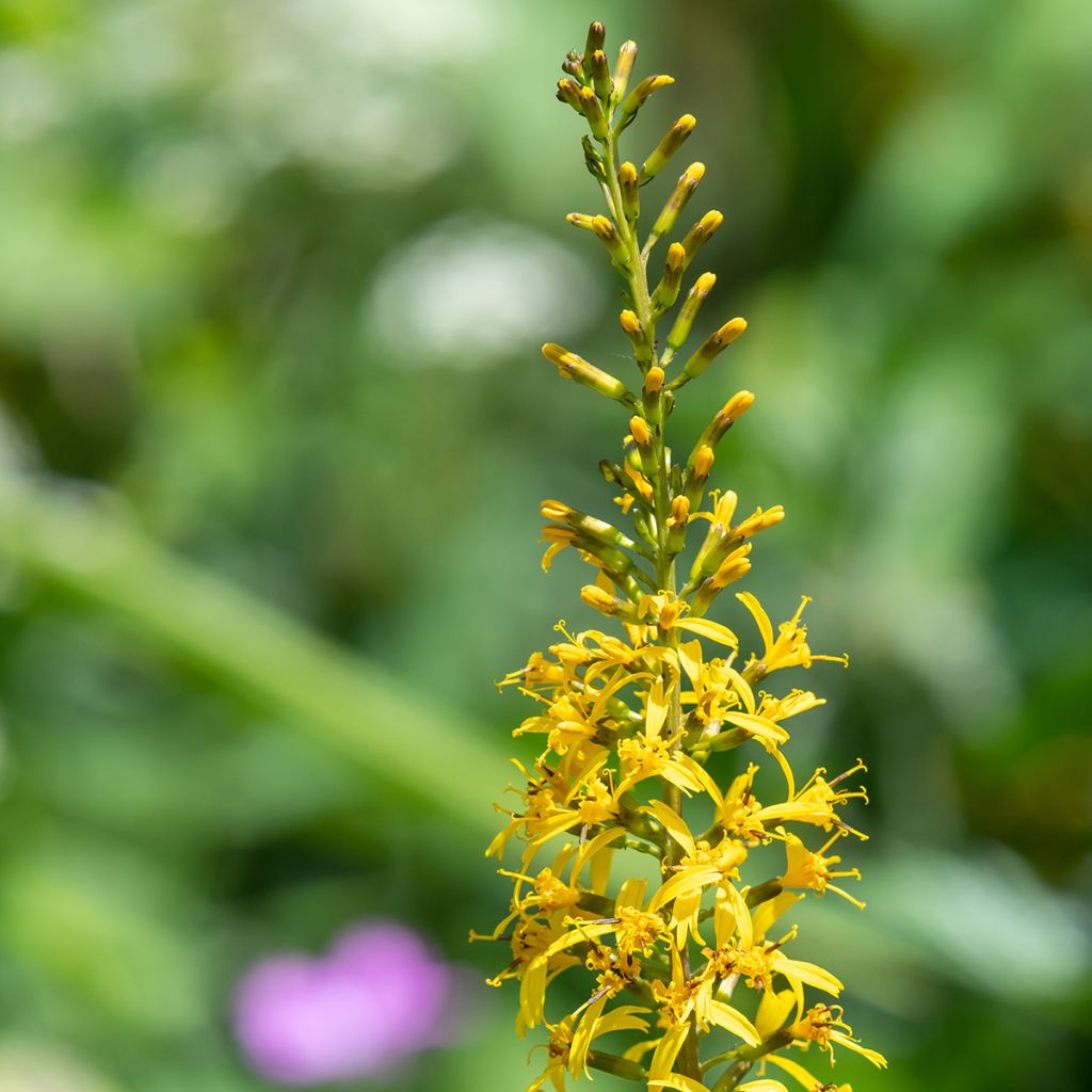 Ligularia przewalskii - Kerzen-Greiskraut