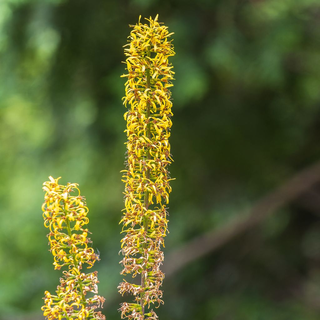 Ligularia przewalskii - Kerzen-Greiskraut