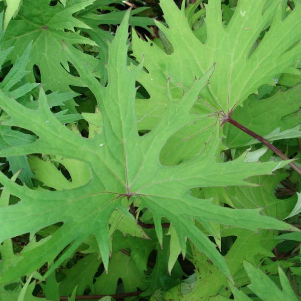 Ligularia przewalskii - Kerzen-Greiskraut