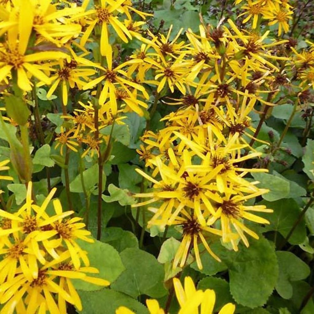 Ligularia hessei - Hesses-Goldkolben