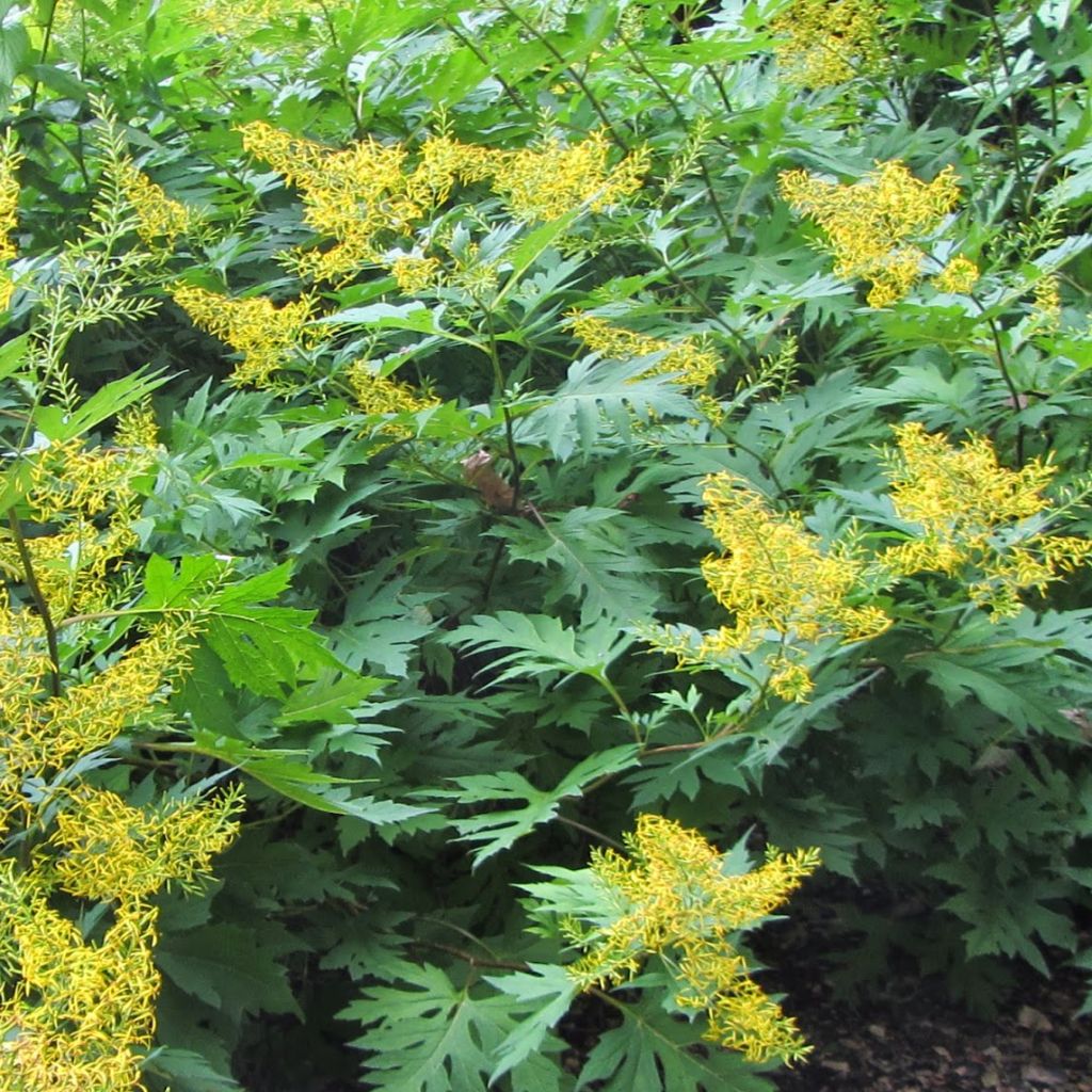 Ligularia tangutica - Goldkolben