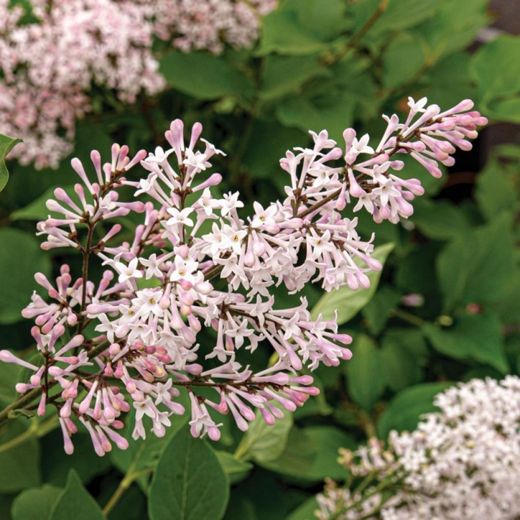 Koreanischer Flieder Violet Uprising - Syringa patula