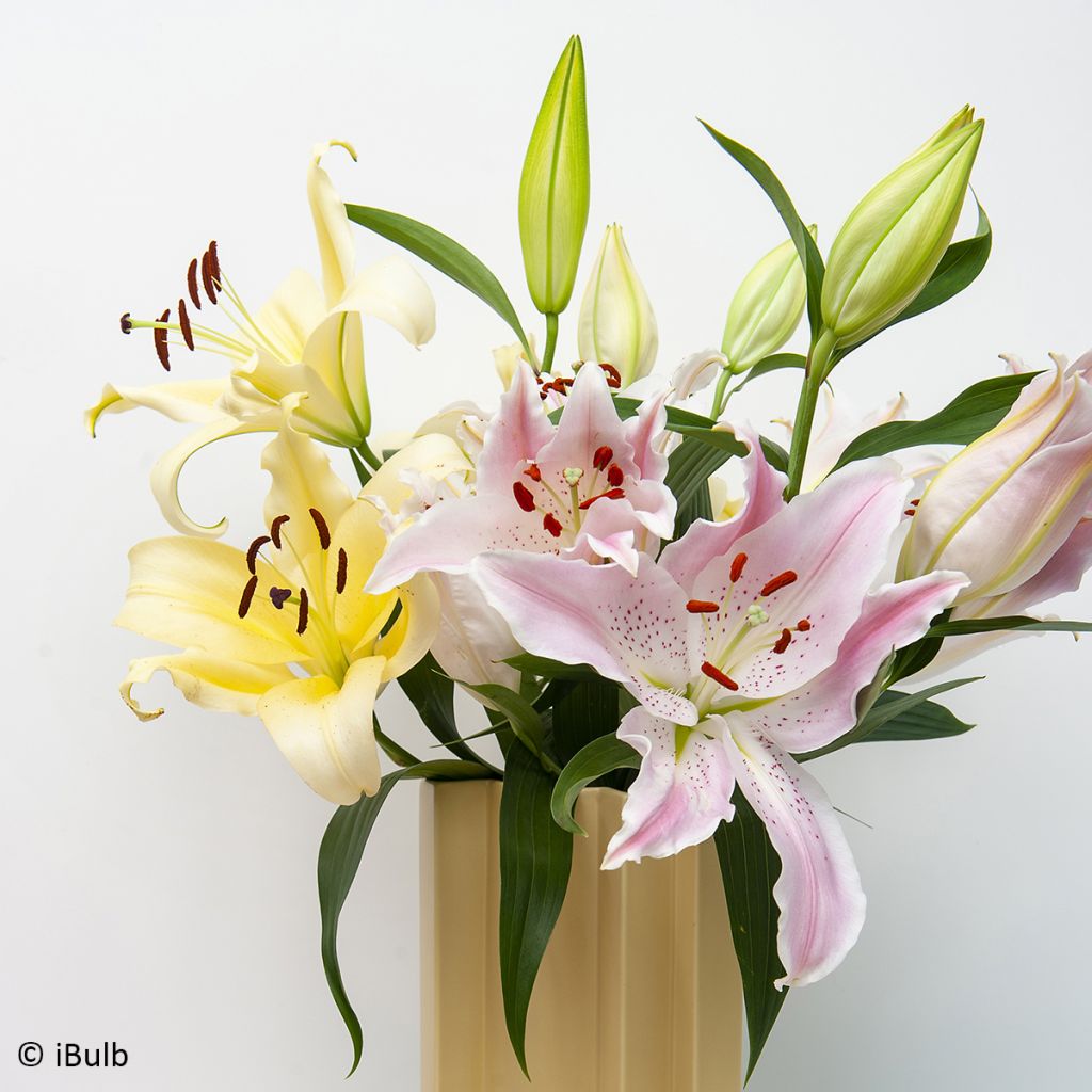 Orientalische Lilie Bellville - Lilium