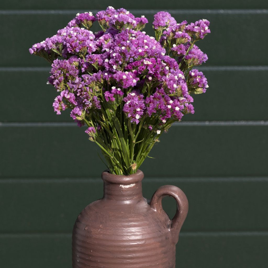 Geflügelter Strandflieder Forever Rose (Samen) - Limonium