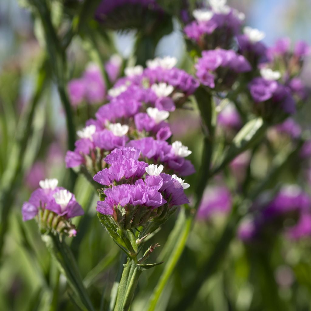 Geflügelter Strandflieder Forever Rose (Samen) - Limonium