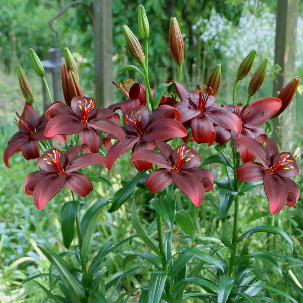 Asiatische Lilie Royal Kiss - Lilium