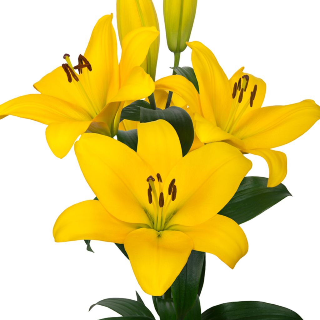 Hybrid Lilie Kesla - Lilium