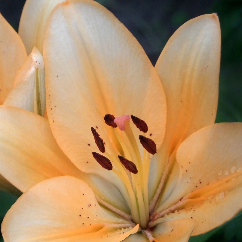Hybrid-Lilie Menton - Lilium