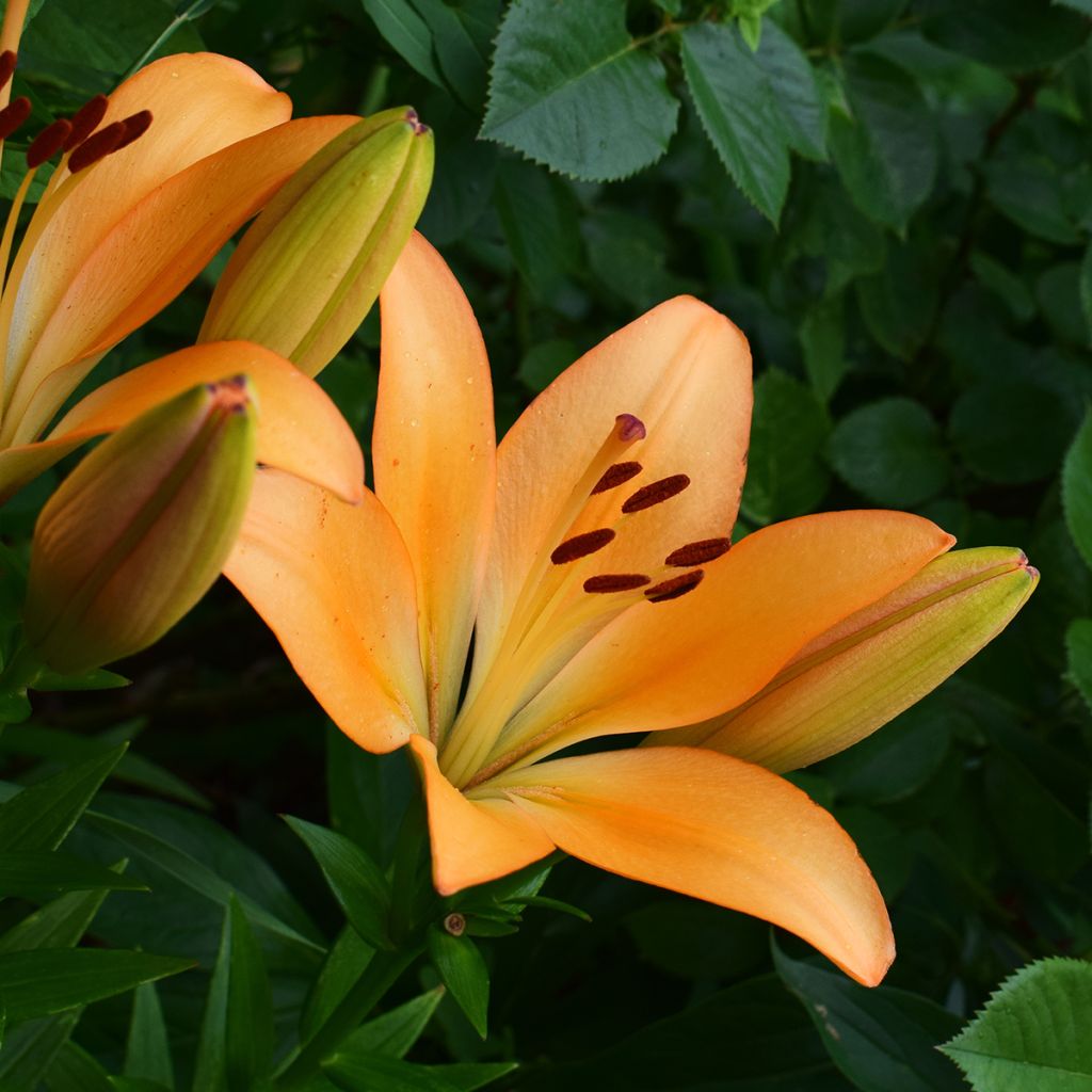 Hybrid-Lilie Menton - Lilium