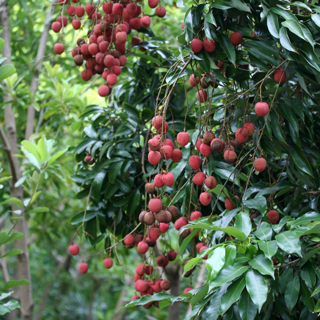 Litchi chinensis Kwai May Pink - Litschibaum