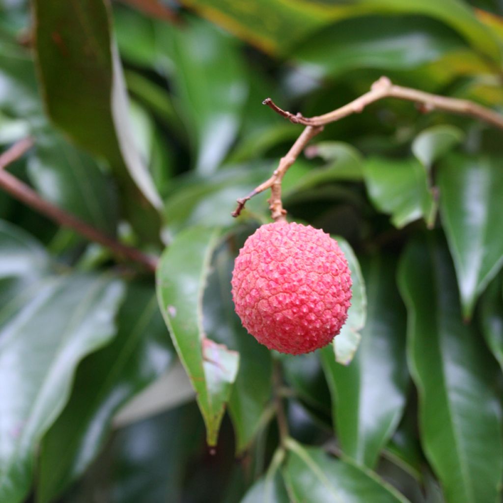 Litchi chinensis Kwai May Pink - Litschibaum