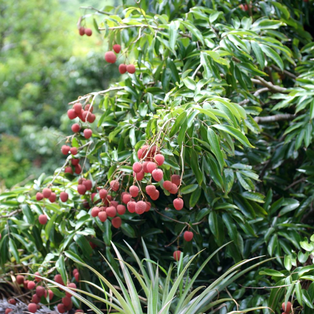 Litchi chinensis Kwai May Pink - Litschibaum