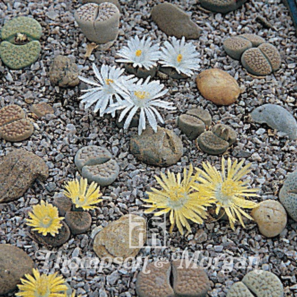 Lithops Pebble Plants Mixed (Samen) - Lebender Stein