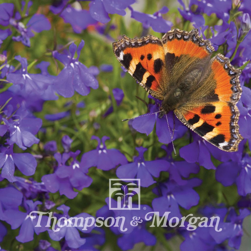 Lobelia erinus Blue Wings (Samen) - Lobelie