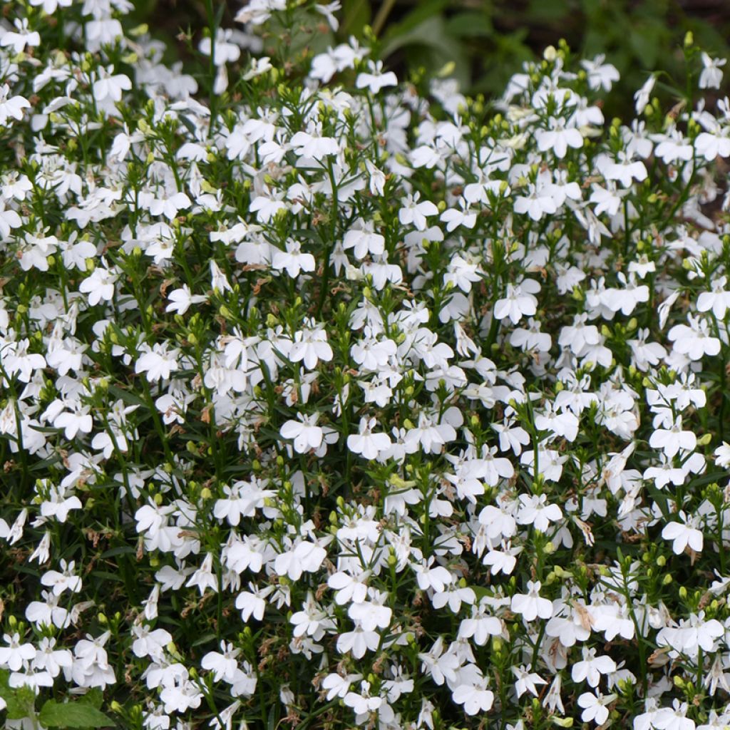 Lobelia erinus White Lady (Samen) - Lobelie