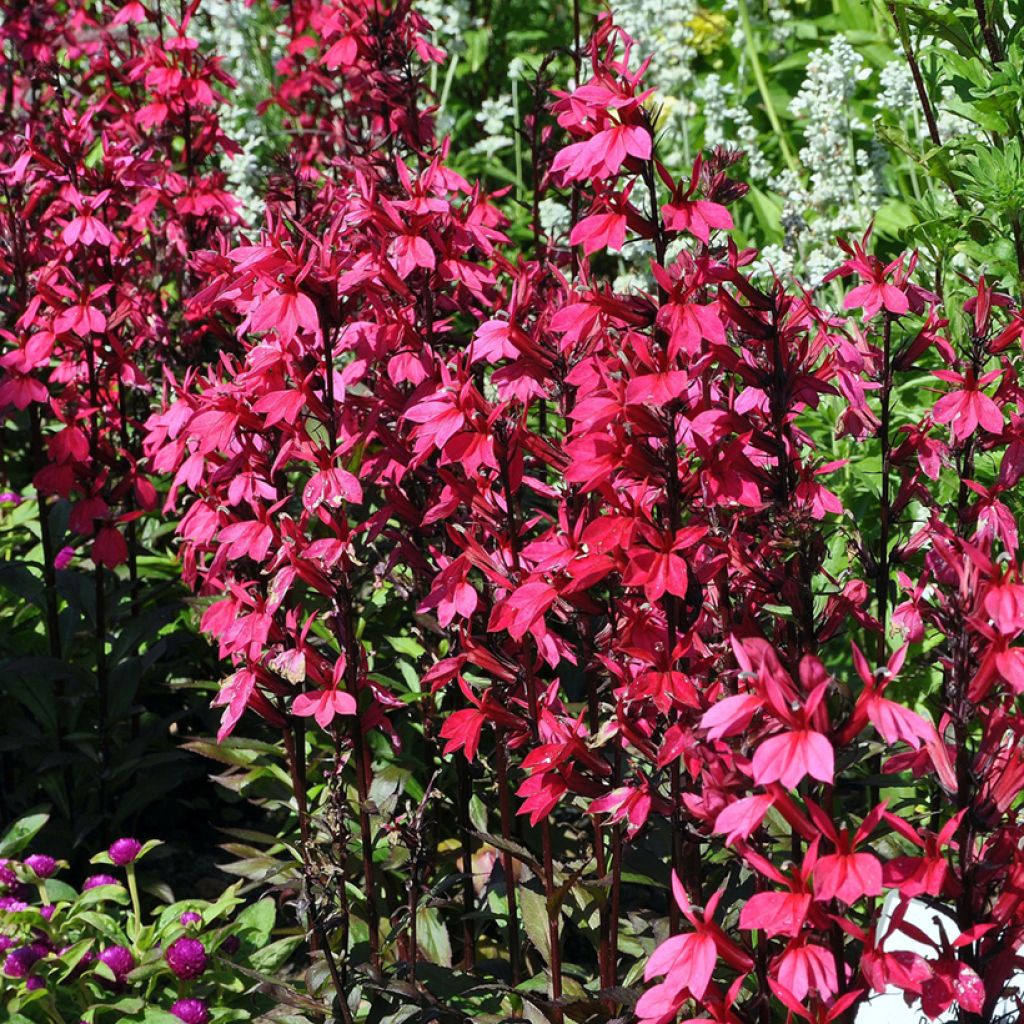 Prachtlobelie Russian Princess - Lobelia speciosa