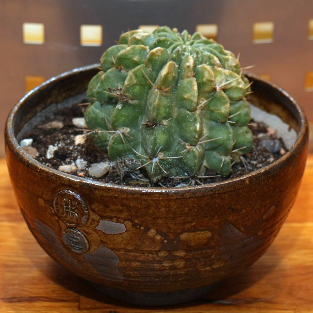 Kaktus - Lobivia cardenasiana