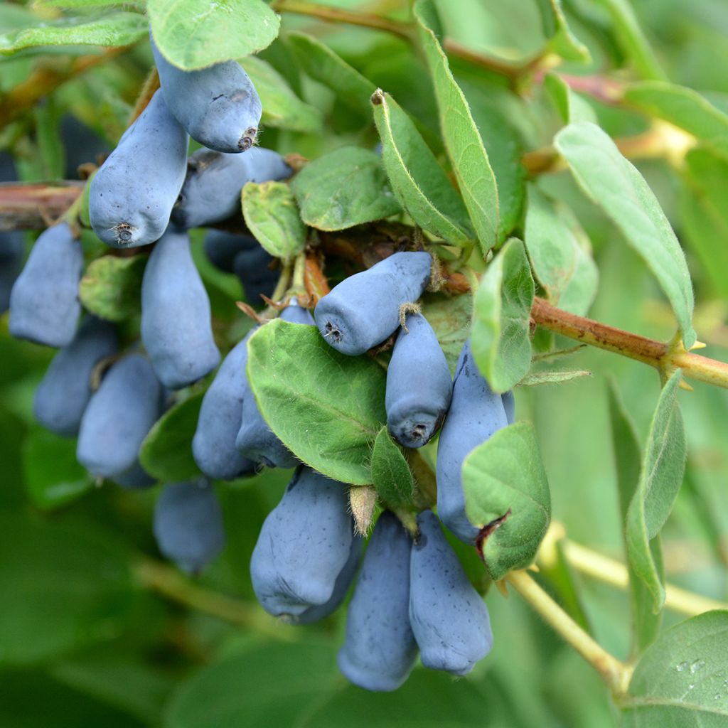 Heckenkirsche Zojka - Lonicera kamtschatica