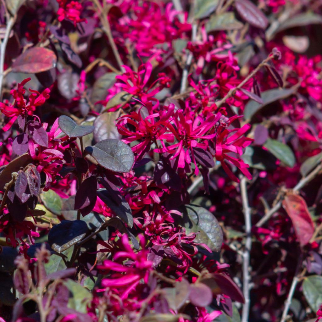 Loropetalum chinense Rose in Black - Riemenblüte