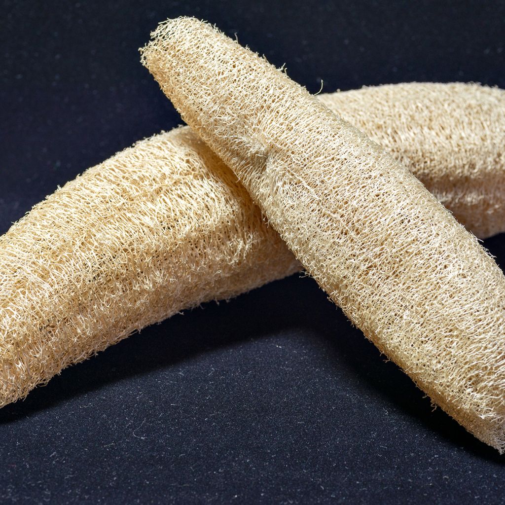 Luffagurke - Luffa cylindrica