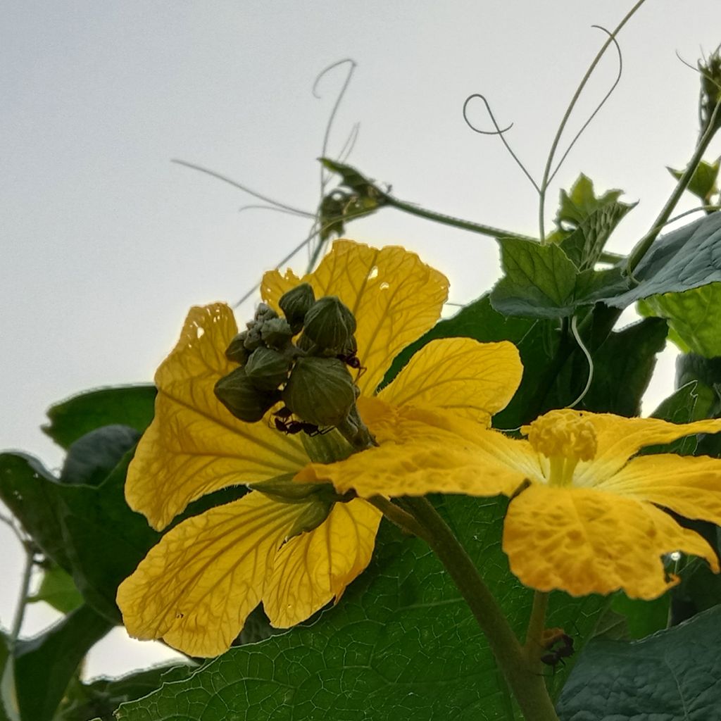 Luffagurke - Luffa cylindrica