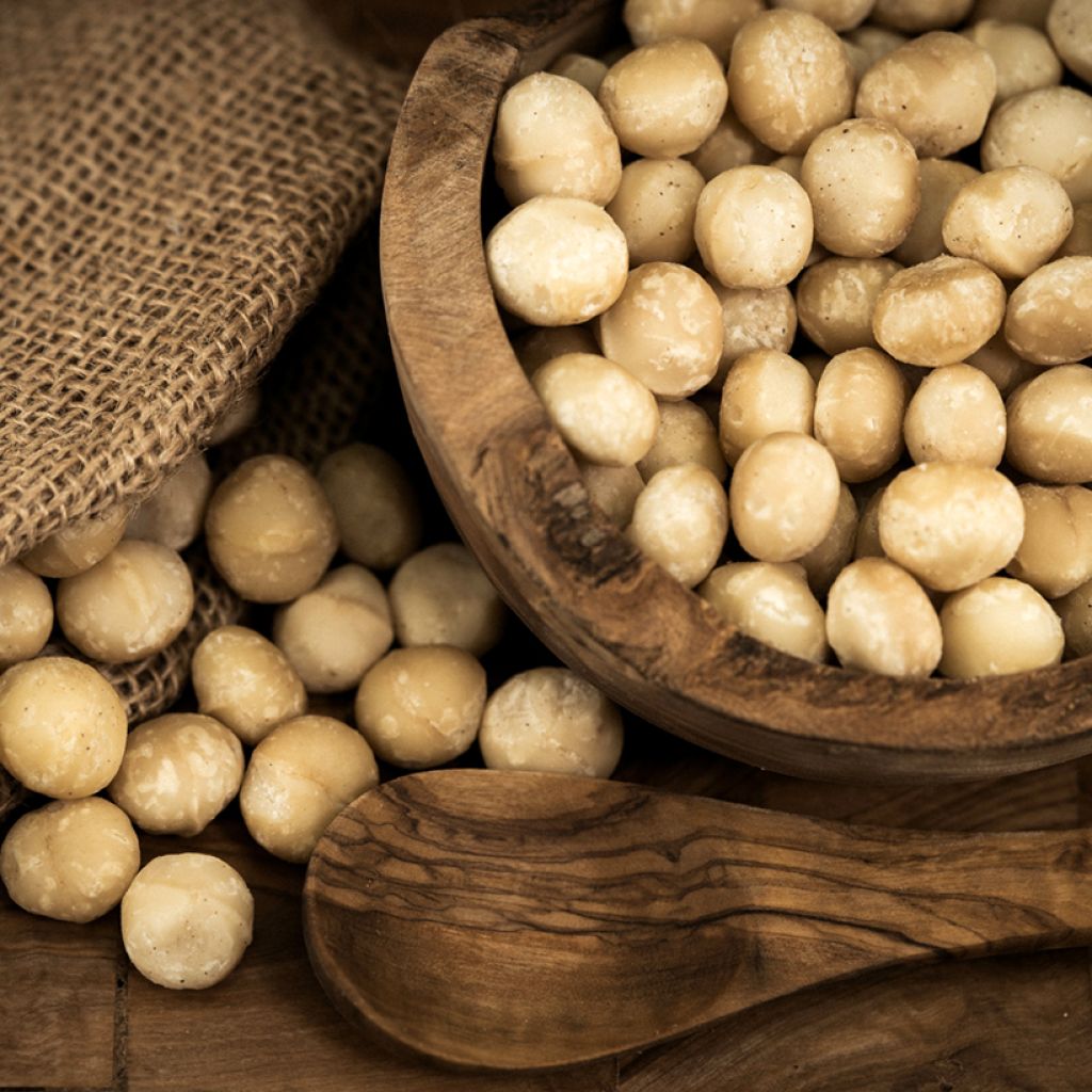 Macadamia integrifolia - Macadamia-Baum