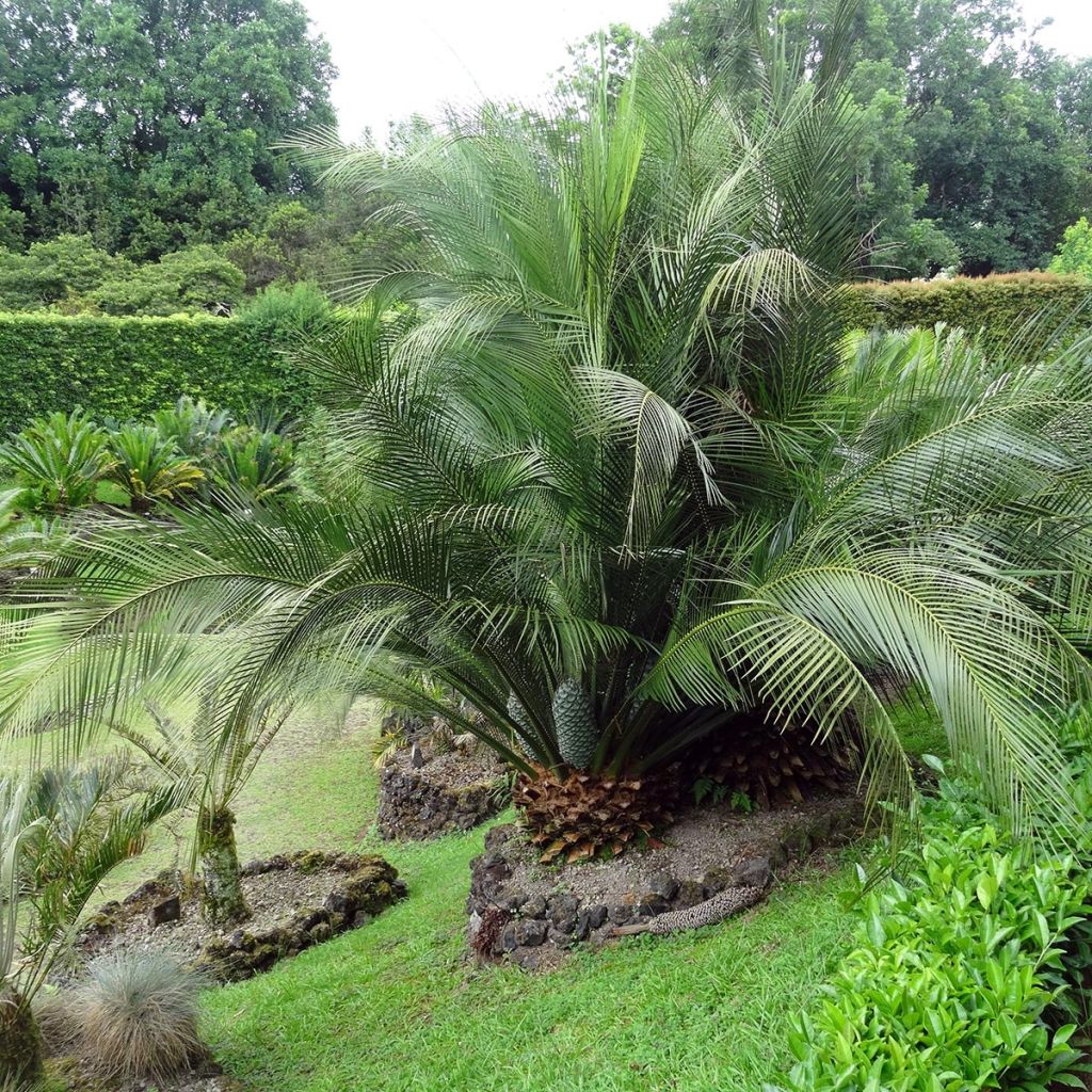 Macrozamia communis - Palmfarn