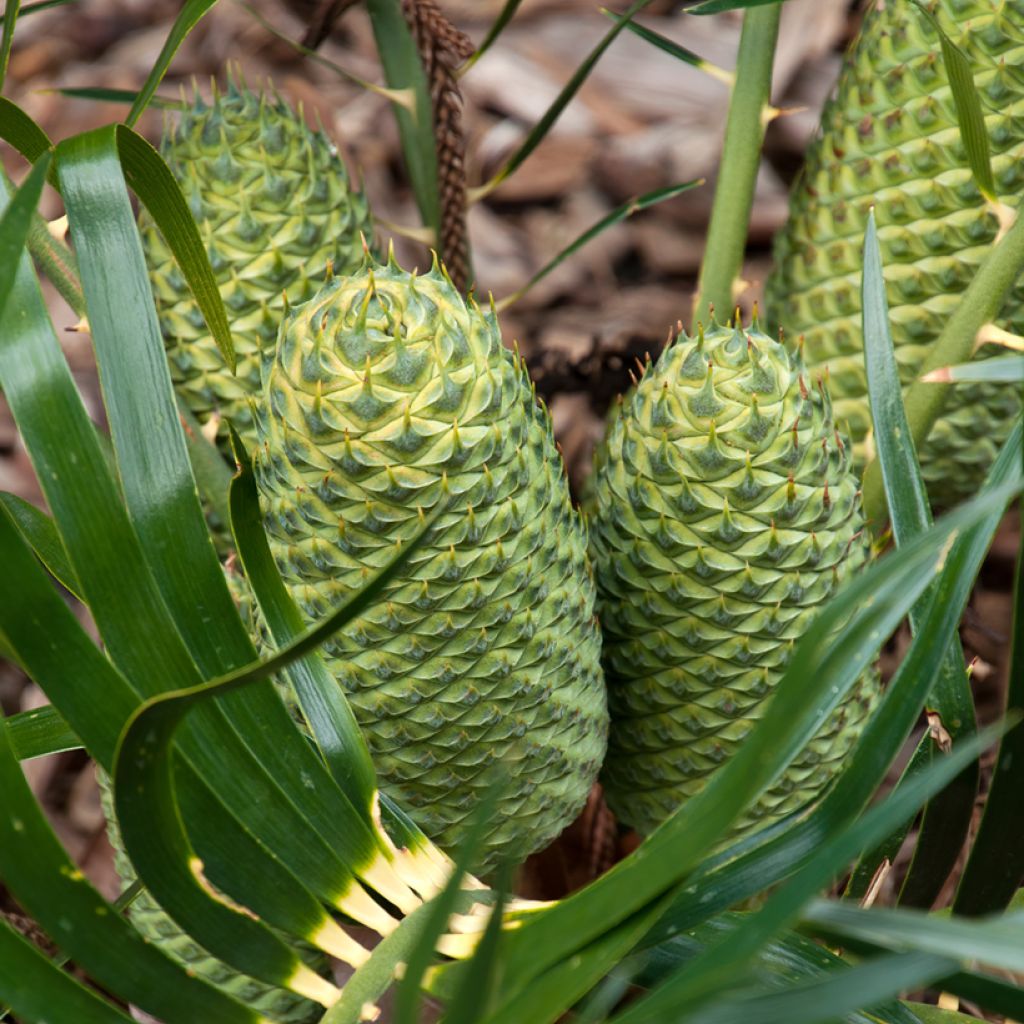 Macrozamia moorei - Palmfarn