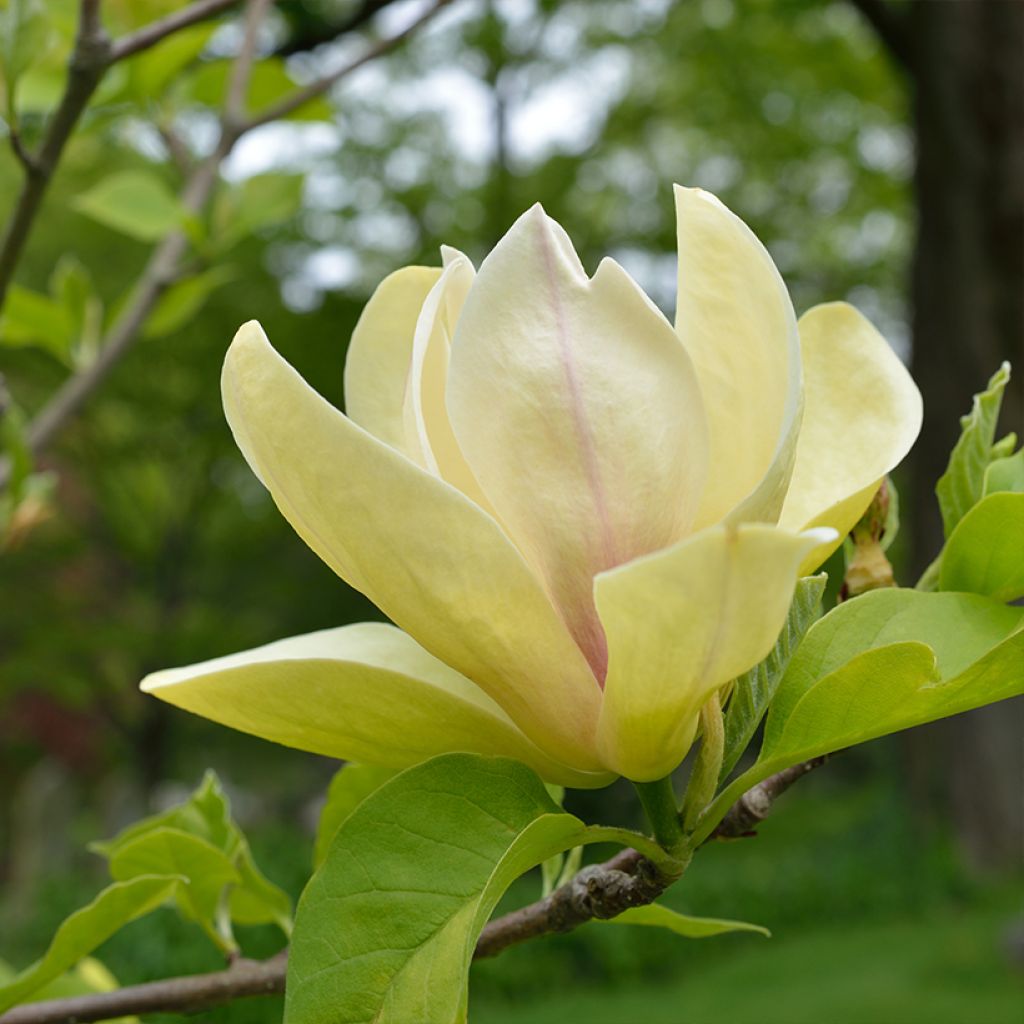 Magnolia Sunspire - Magnolie