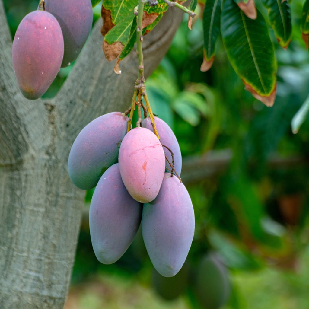Mangobaum Irwin - Mangifera indica