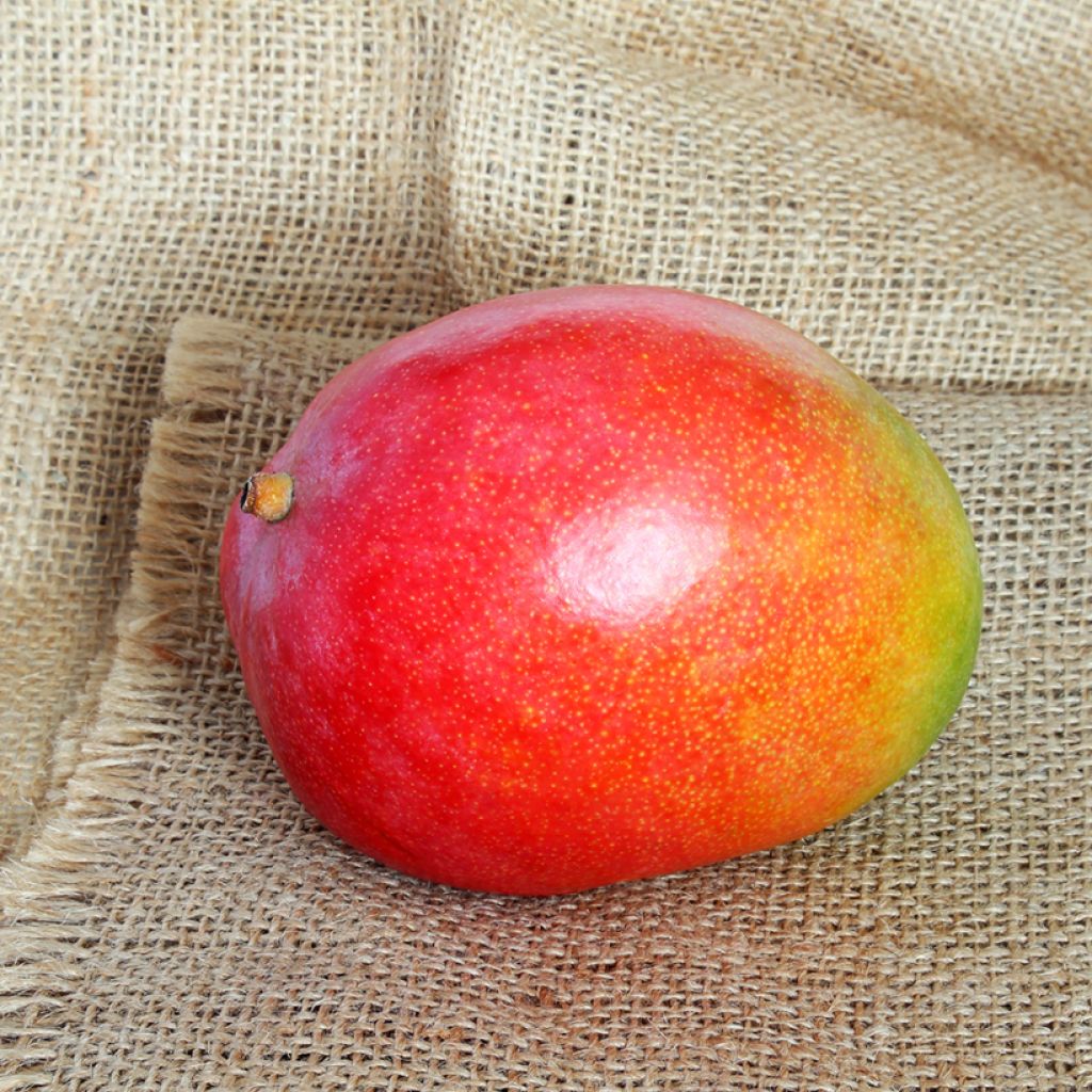 Mangobaum Kent - Mangifera indica
