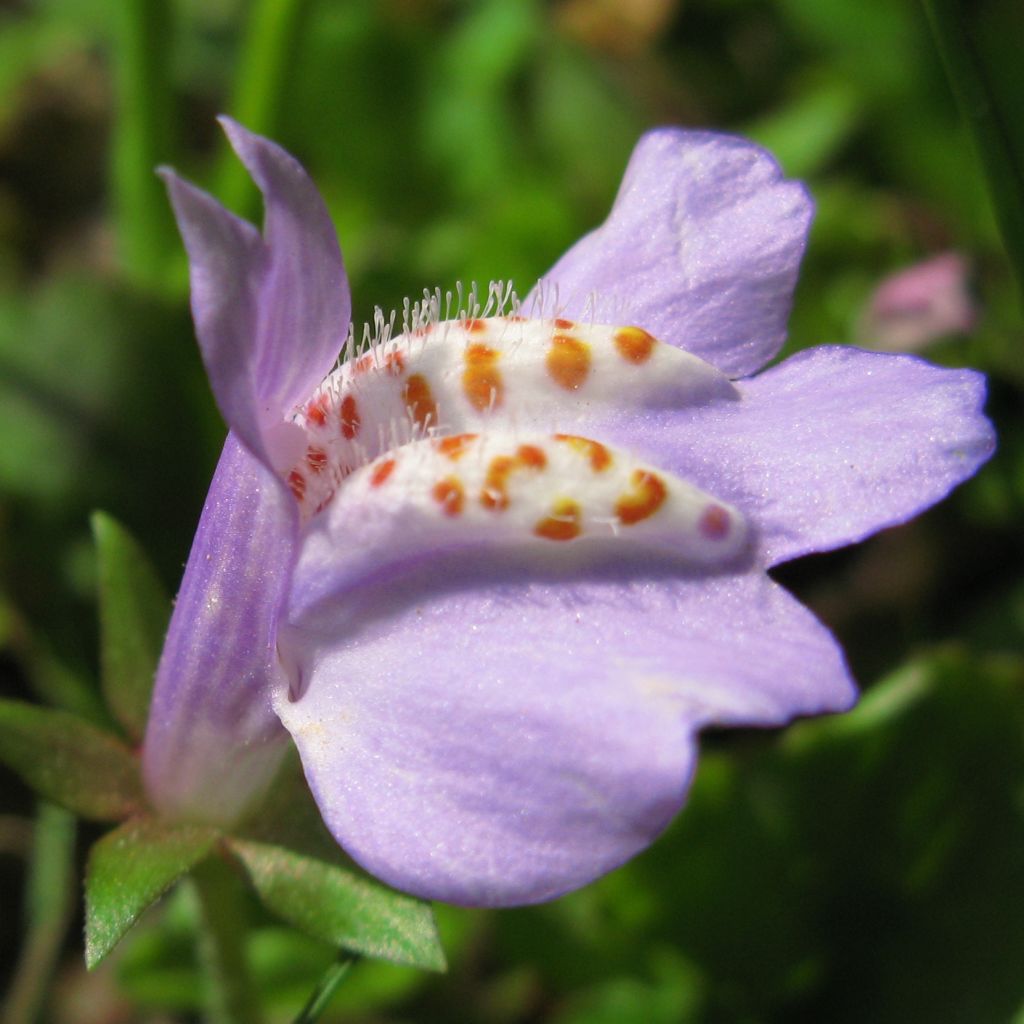 Mazus miquelii - Lippenmäulchen