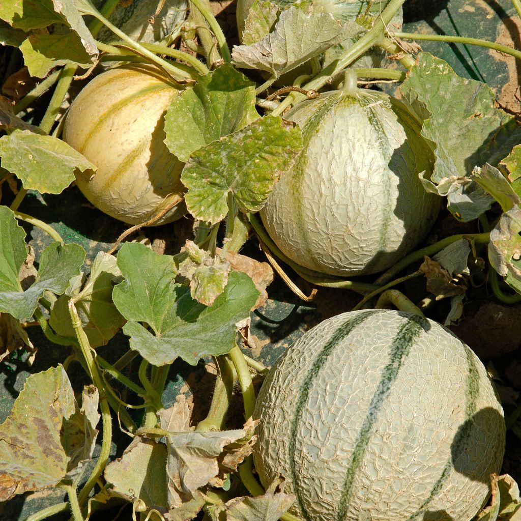 Melone Anasta F1