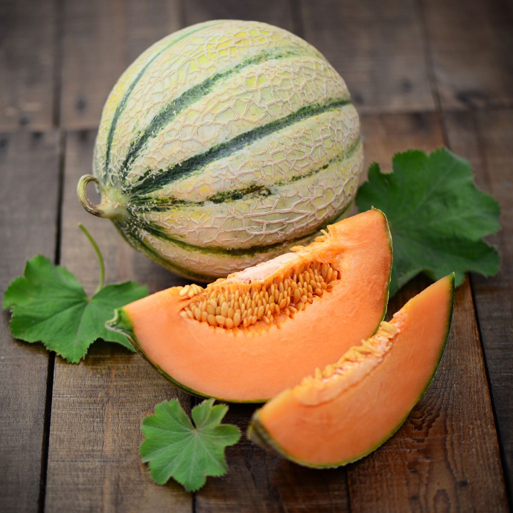 Melone Charentais Bio - Ferme de Sainte Marthe