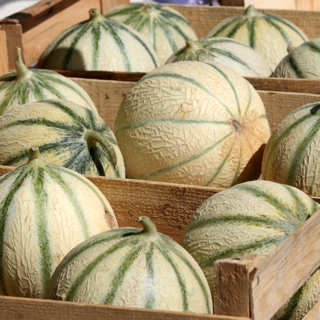 Melone Charentais