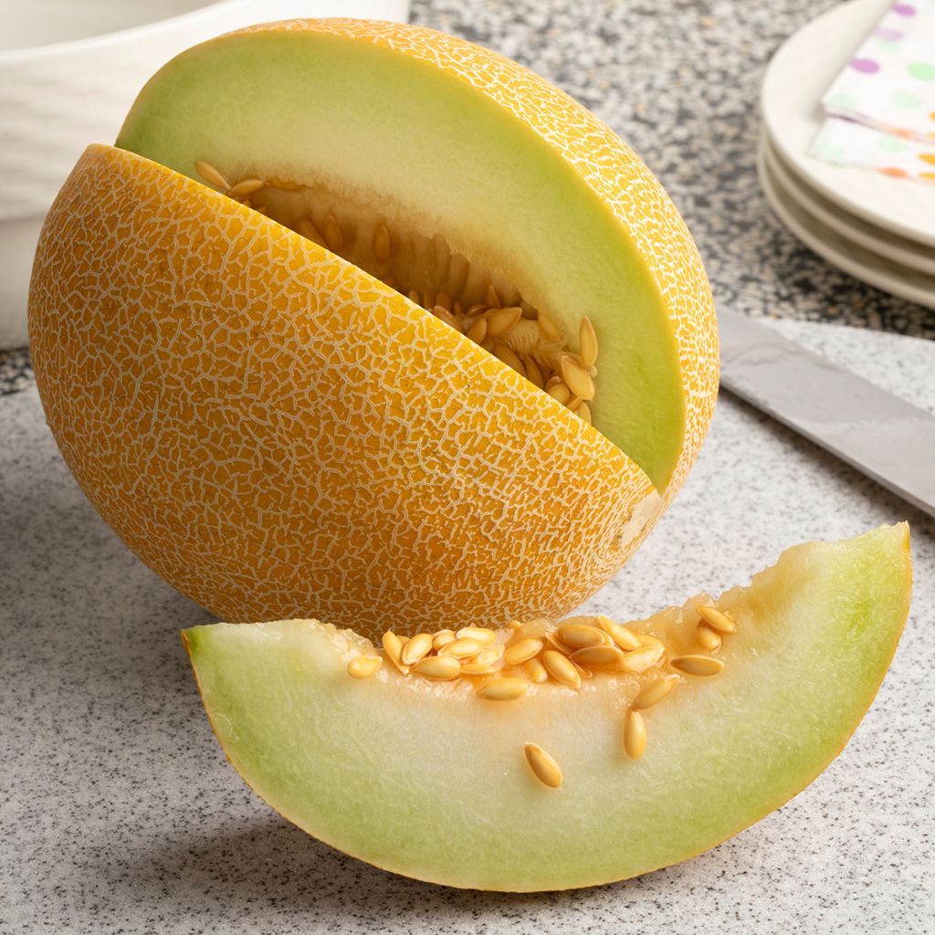 Melone Galia F1