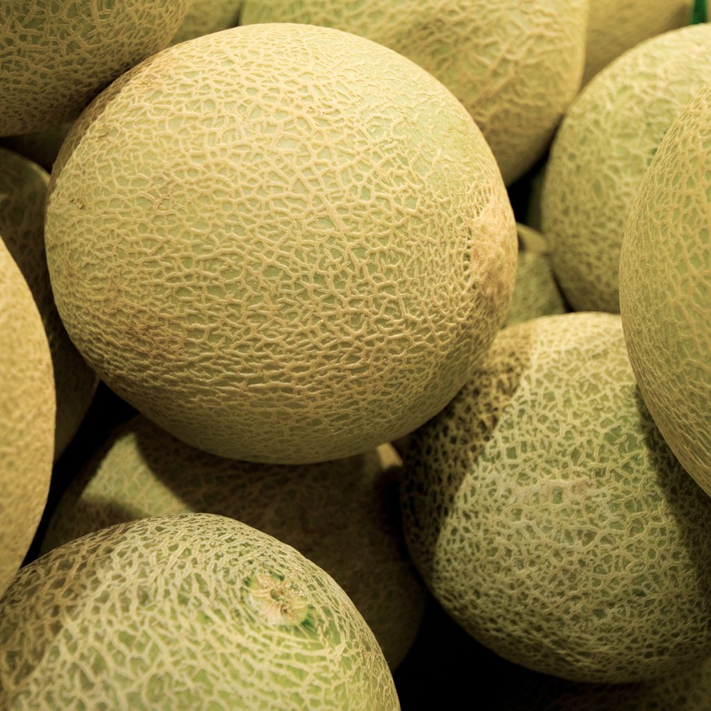 Melone Galia F1