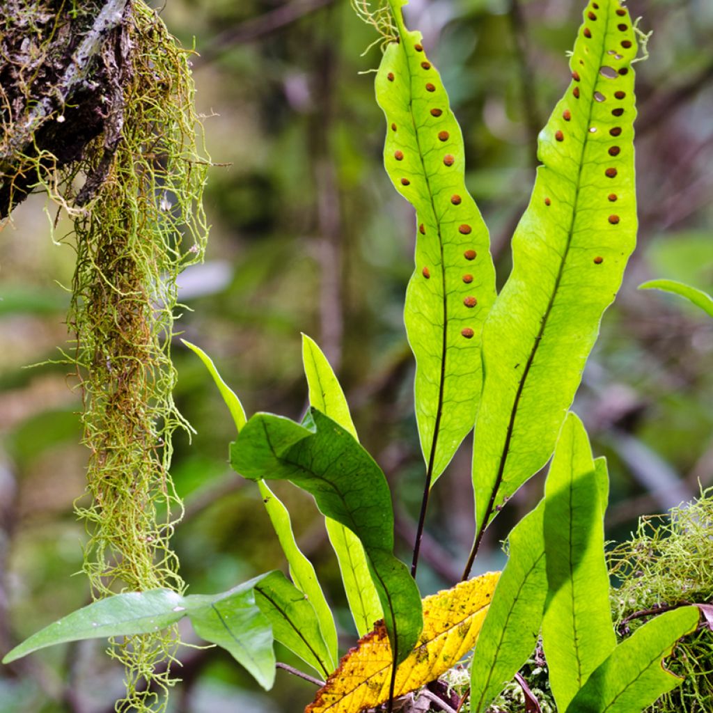 Microsorum diversifolium - Känguru-Farn
