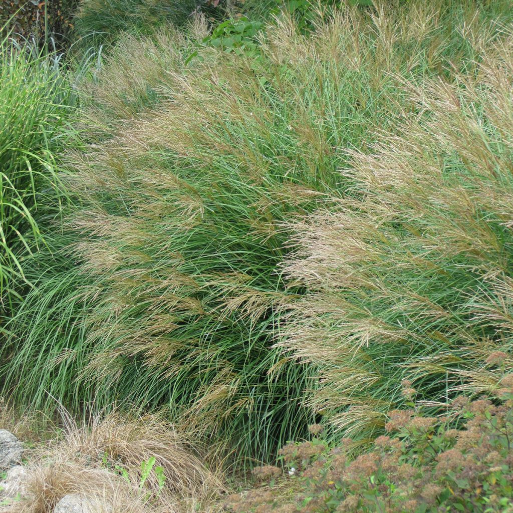 Chinaschilf Poseidon - Miscanthus sinensis