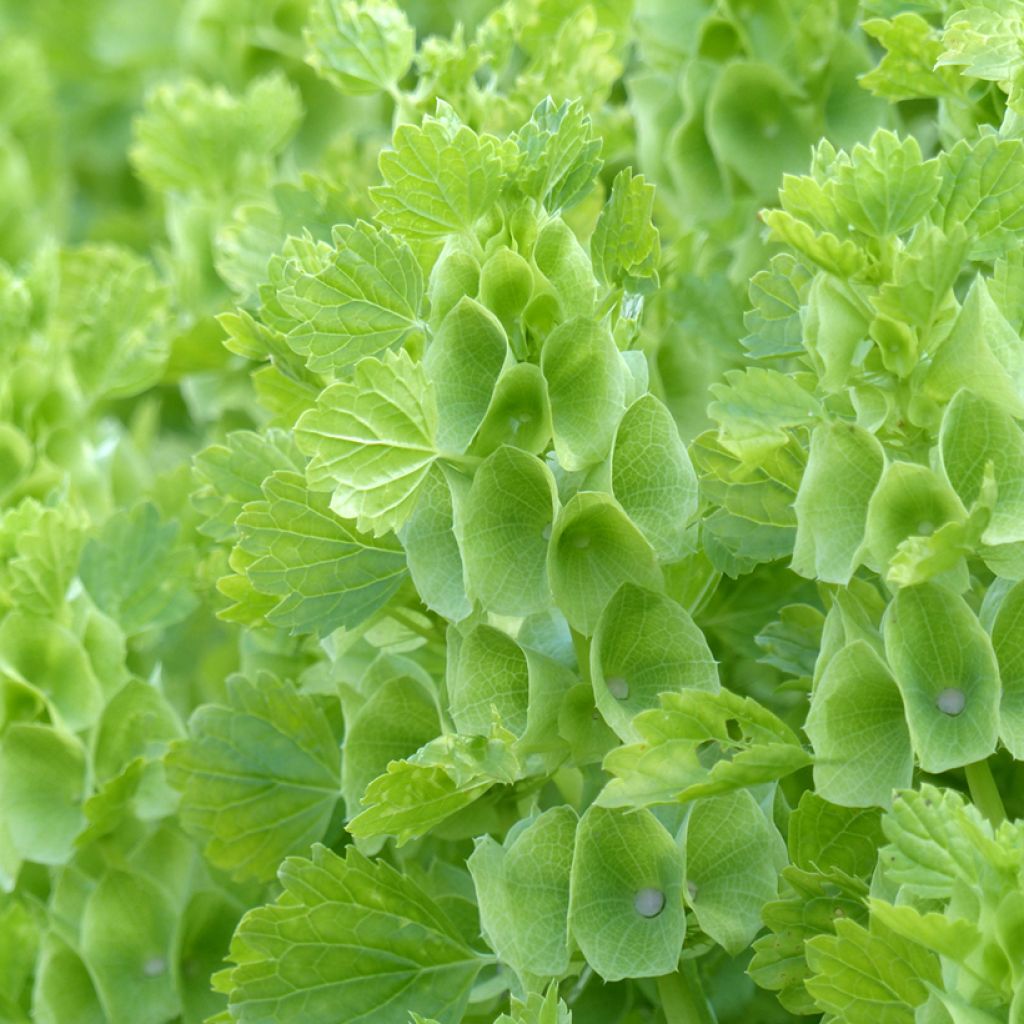 Moluccella laevis Bells of Ireland (Samen) - Muschelblume