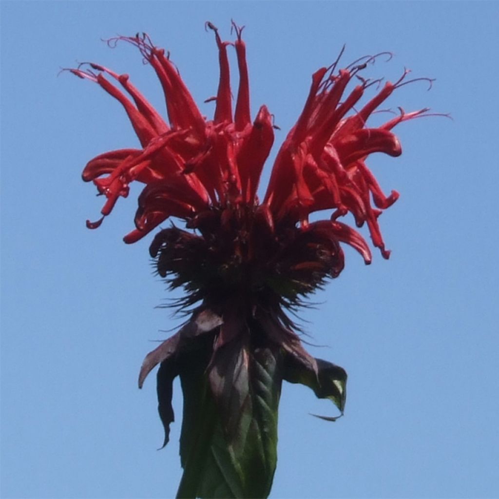 Monarda Jacob Cline - Indianernessel