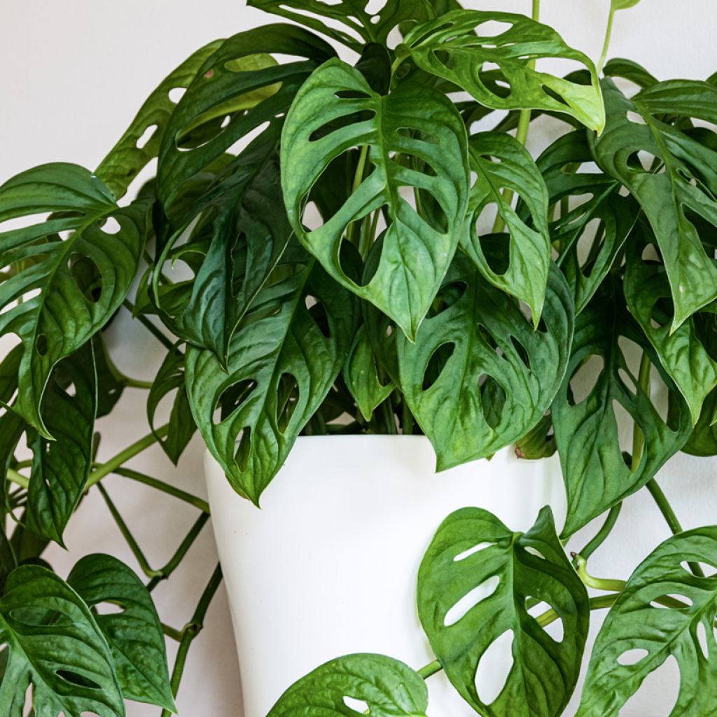Monstera adansonii - Fensterblatt