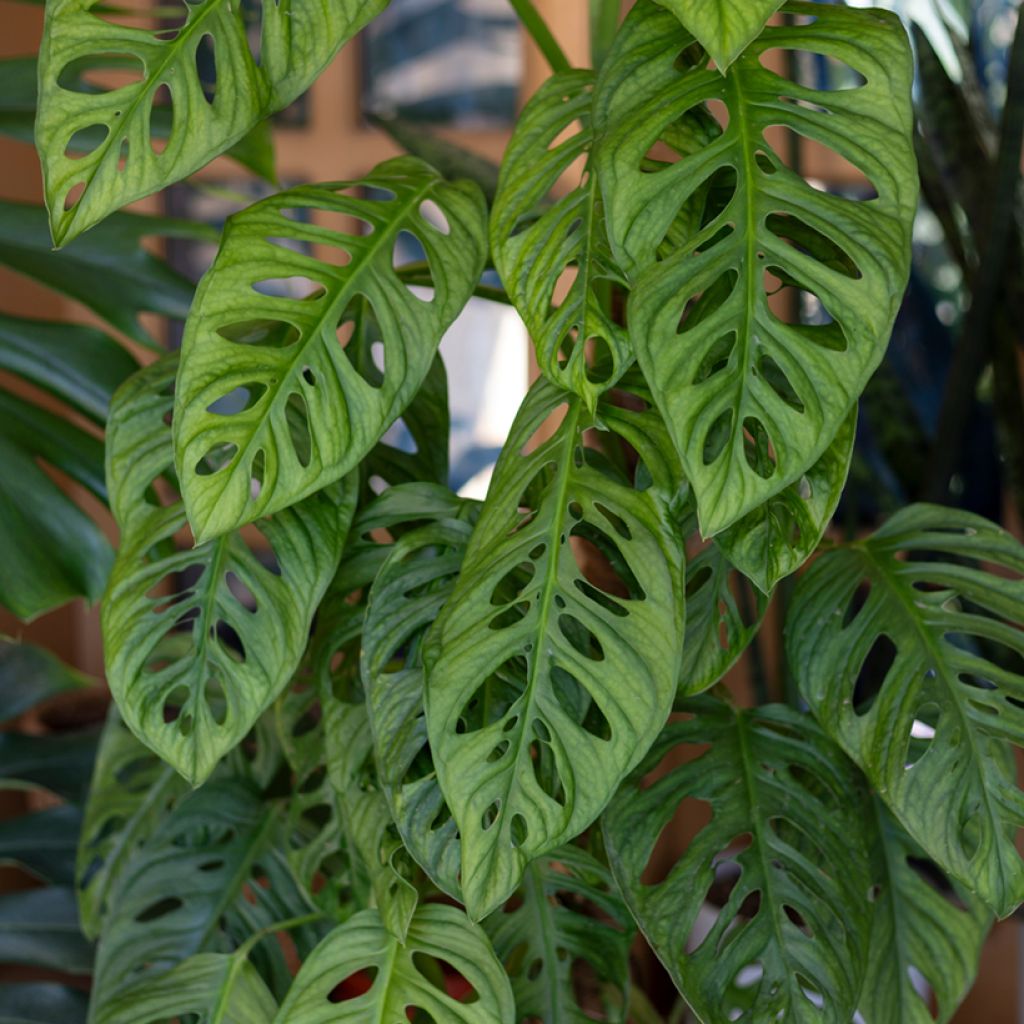Monstera adansonii - Fensterblatt