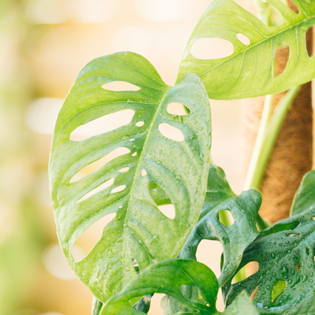 Monstera adansonii - Fensterblatt