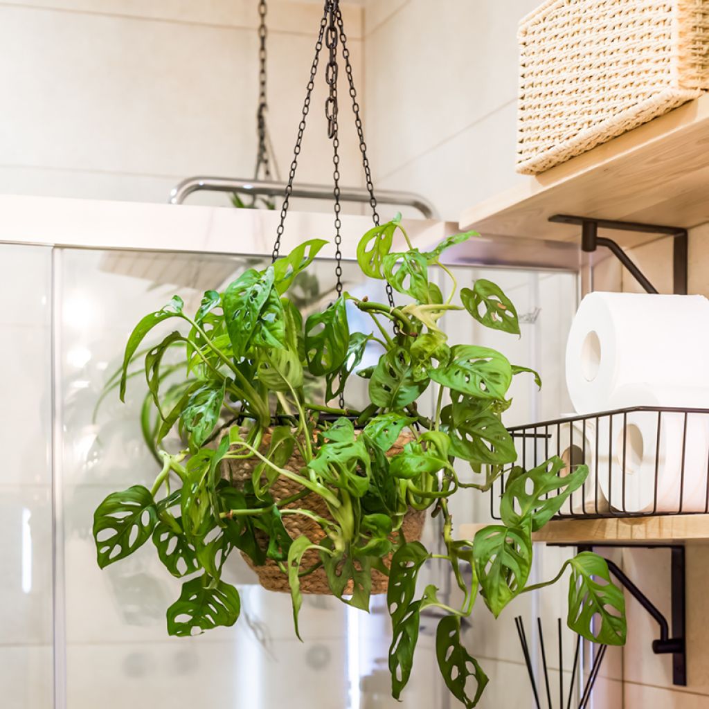 Monstera adansonii - Fensterblatt