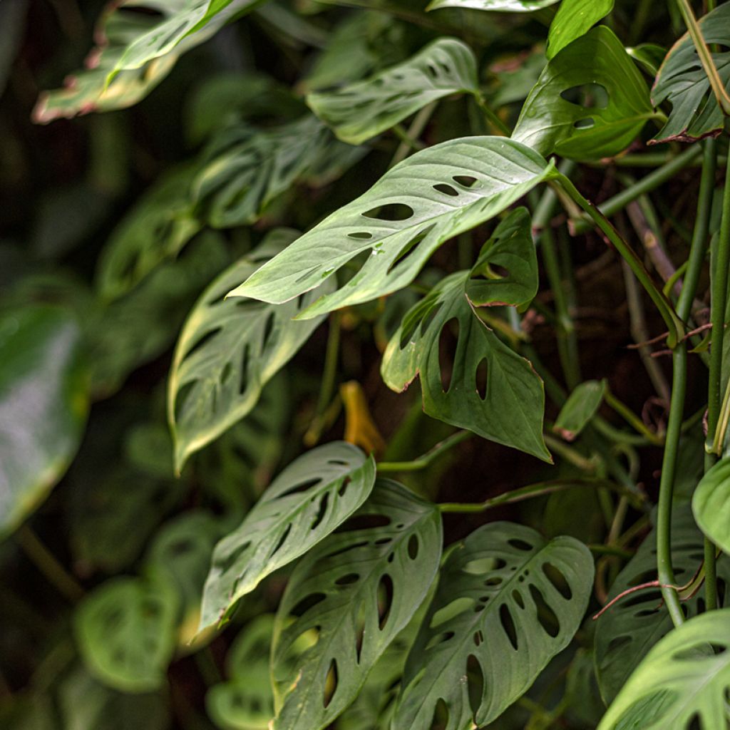 Monstera adansonii - Fensterblatt