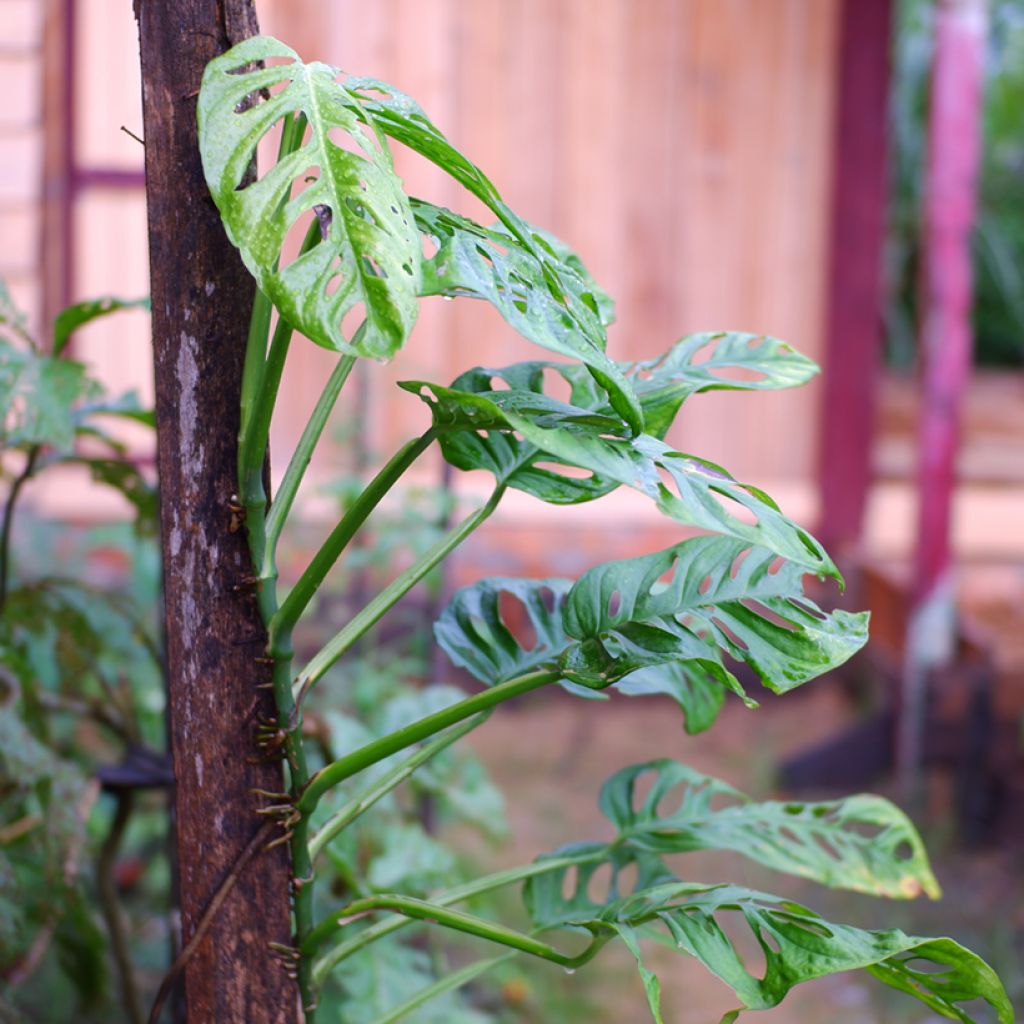 Monstera adansonii - Fensterblatt