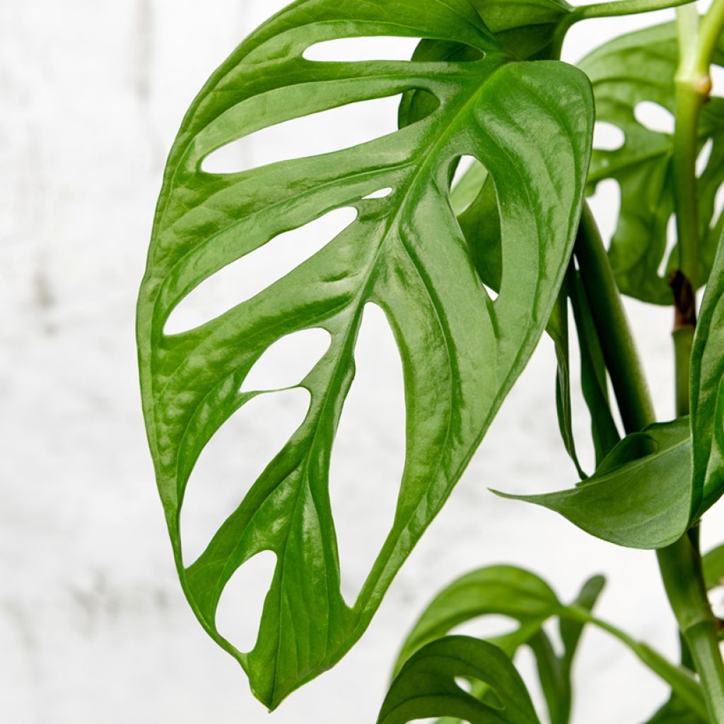 Monstera adansonii - Fensterblatt