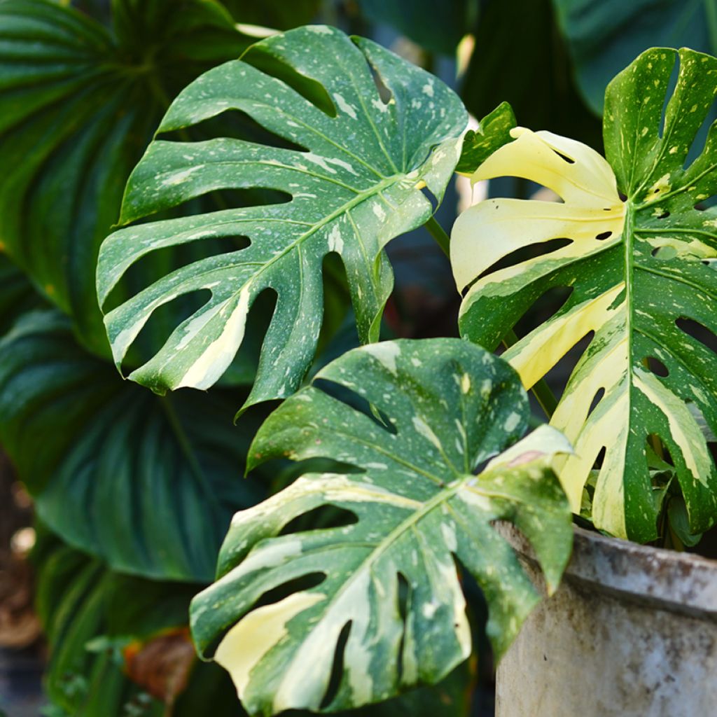 Monstera Thai Constellation - Fensterblatt