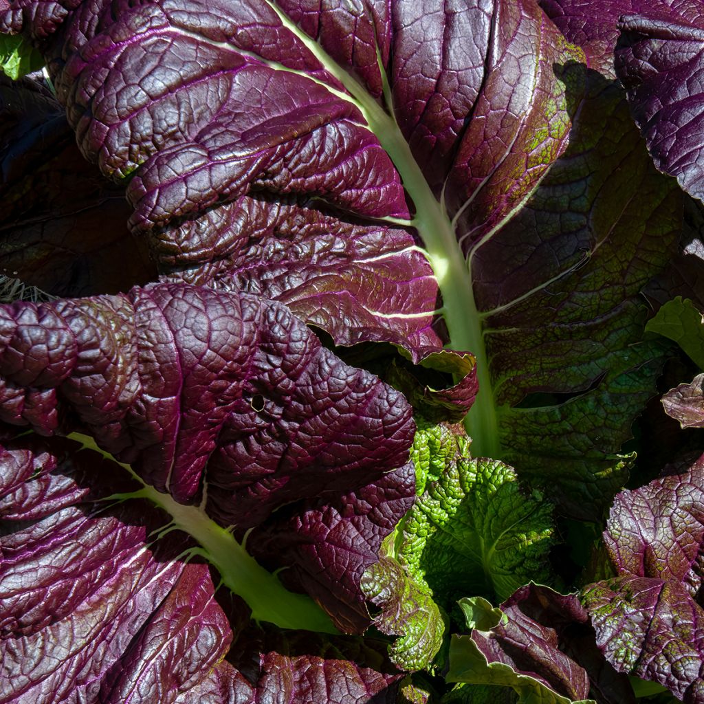 Sarepta-Senf Red Giant Bio - Ferme de Sainte Marthe